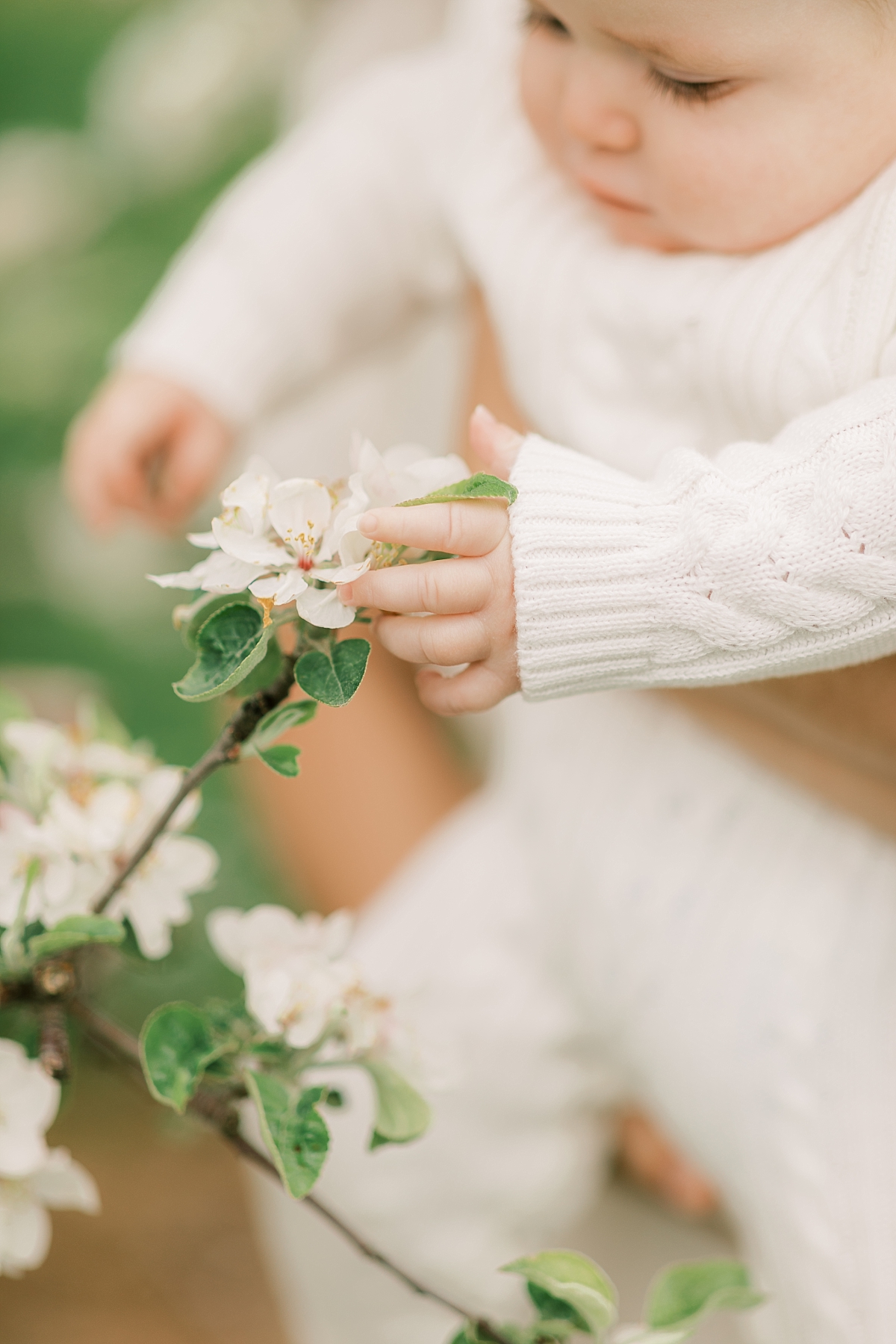 orchard newborn session with baby touching flowers